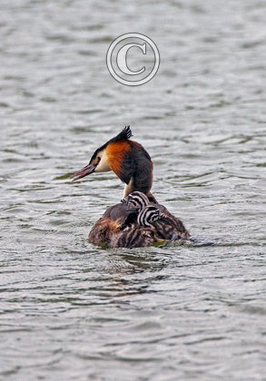 Great Crested Grebe with Young  DM1722